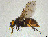  ( - SV-pit8)  @13 [ ] CreativeCommons - Attribution Non-Commercial Share-Alike (2015) NTNU University Museum, Department of Natural History NTNU University Museum, Department of Natural History