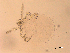  ( - 07PROBE-06352)  @11 [ ] CreativeCommons - Attribution  Crystal Sobel & Maria Arroyo, Biodiversity Institute of Ontario Unspecified
