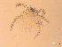  ( - 07PROBE-06353)  @13 [ ] CC-0  Crystal Sobel & Maria Arroyo, Biodiversity Institute of Ontario Unspecified