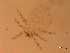  ( - 07PROBE-06354)  @13 [ ] CC-0  Crystal Sobel & Maria Arroyo, Biodiversity Institute of Ontario Unspecified