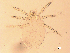  ( - 07PROBE-06357)  @13 [ ] CC-0  Crystal Sobel & Maria Arroyo, Biodiversity Institute of Ontario Unspecified
