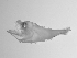  ( - SWACR-174)  @12 [ ] CreativeCommons - Attribution Non-Commercial Share-Alike (2011) Akihiro Shiroza NOAA, SEFSC Early Life History Dynamics Team