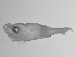  ( - SWACR-176)  @12 [ ] CreativeCommons - Attribution Non-Commercial Share-Alike (2011) Akihiro Shiroza NOAA, SEFSC Early Life History Dynamics Team