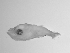  ( - SWACR-178)  @12 [ ] CreativeCommons - Attribution Non-Commercial Share-Alike (2011) Akihiro Shiroza NOAA, SEFSC Early Life History Dynamics Team
