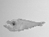  ( - SWACR-179)  @12 [ ] CreativeCommons - Attribution Non-Commercial Share-Alike (2011) Akihiro Shiroza NOAA, SEFSC Early Life History Dynamics Team