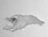 ( - SWACR-182)  @12 [ ] CreativeCommons - Attribution Non-Commercial Share-Alike (2011) Akihiro Shiroza NOAA, SEFSC Early Life History Dynamics Team