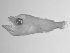  ( - SWACR-187)  @12 [ ] CreativeCommons - Attribution Non-Commercial Share-Alike (2011) Akihiro Shiroza NOAA, SEFSC Early Life History Dynamics Team
