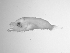  ( - SWACR-189)  @12 [ ] CreativeCommons - Attribution Non-Commercial Share-Alike (2011) Akihiro Shiroza NOAA, SEFSC Early Life History Dynamics Team