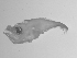  ( - SWACR-201)  @12 [ ] CreativeCommons - Attribution Non-Commercial Share-Alike (2011) Akihiro Shiroza NOAA, SEFSC Early Life History Dynamics Team