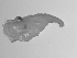  ( - SWACR-202)  @12 [ ] CreativeCommons - Attribution Non-Commercial Share-Alike (2011) Akihiro Shiroza NOAA, SEFSC Early Life History Dynamics Team