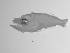  ( - SWACR-213)  @12 [ ] CreativeCommons - Attribution Non-Commercial Share-Alike (2011) Akihiro Shiroza NOAA, SEFSC Early Life History Dynamics Team