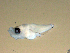  ( - SWACR-428)  @12 [ ] CreativeCommons - Attribution Non-Commercial Share-Alike (2011) Akihiro Shiroza NOAA, SEFSC Early Life History Dynamics Team
