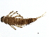  ( - SWA_iBOL_UofS_31)  @14 [ ] CreativeCommons - Attribution (2011) CBG Photography Group Centre for Biodiversity Genomics
