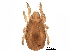  (Nothrus cf. anauniensis - BIOUG27285-F02)  @14 [ ] CreativeCommons - Attribution (2016) CBG Photography Group Centre for Biodiversity Genomics