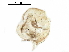  (Pleuroxus straminius - BIOUG23330-G09)  @12 [ ] CreativeCommons - Attribution (2016) CBG Photography Group Centre for Biodiversity Genomics