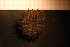  ( - Echin 5919V)  @12 [ ] CreativeCommons - Attribution Non-Commercial Share-Alike (2014) Goteborg Natural History Museum Göteborg Natural History Museum