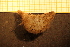  ( - Echin 6850V)  @11 [ ] CreativeCommons - Attribution Non-Commercial Share-Alike (2014) Goteborg Natural History Museum Göteborg Natural History Museum