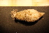  ( - Echin 6401V)  @11 [ ] CreativeCommons - Attribution Non-Commercial Share-Alike (2014) Goteborg Natural History Museum Göteborg Natural History Museum