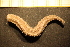  ( - Echin 6785V)  @11 [ ] CreativeCommons - Attribution Non-Commercial Share-Alike (2014) Goteborg Natural History Museum Göteborg Natural History Museum