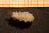  ( - Echin 6700V)  @11 [ ] CreativeCommons - Attribution Non-Commercial Share-Alike (2014) Goteborg Natural History Museum Göteborg Natural History Museum