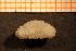  ( - Echin 6707V)  @11 [ ] CreativeCommons - Attribution Non-Commercial Share-Alike (2014) Goteborg Natural History Museum Göteborg Natural History Museum