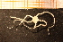  ( - Echin 6177V)  @12 [ ] CreativeCommons - Attribution Non-Commercial Share-Alike (2014) Goteborg Natural History Museum Göteborg Natural History Museum
