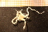  ( - Echin 6172V)  @12 [ ] CreativeCommons - Attribution Non-Commercial Share-Alike (2014) Goteborg Natural History Museum Göteborg Natural History Museum