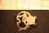  ( - Echin 6169V)  @12 [ ] CreativeCommons - Attribution Non-Commercial Share-Alike (2014) Goteborg Natural History Museum Göteborg Natural History Museum
