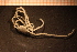  ( - Echin 6171V)  @12 [ ] CreativeCommons - Attribution Non-Commercial Share-Alike (2014) Goteborg Natural History Museum Göteborg Natural History Museum