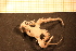  ( - Echin 6363V)  @12 [ ] CreativeCommons - Attribution Non-Commercial Share-Alike (2014) Goteborg Natural History Museum Göteborg Natural History Museum