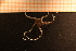  ( - Echin 5720V)  @12 [ ] CreativeCommons - Attribution Non-Commercial Share-Alike (2014) Goteborg Natural History Museum Göteborg Natural History Museum