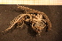  ( - Echin 6307V)  @11 [ ] CreativeCommons - Attribution Non-Commercial Share-Alike (2014) Goteborg Natural History Museum Göteborg Natural History Museum