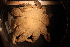  ( - Echin 6478V)  @11 [ ] CreativeCommons - Attribution Non-Commercial Share-Alike (2014) Goteborg Natural History Museum Göteborg Natural History Museum