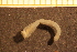  (Labidoplax - Echin 6564V)  @13 [ ] CreativeCommons - Attribution Non-Commercial Share-Alike (2014) Goteborg Natural History Museum Göteborg Natural History Museum