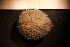 ( - Echin 6849V)  @11 [ ] CreativeCommons - Attribution Non-Commercial Share-Alike (2014) Goteborg Natural History Museum Göteborg Natural History Museum