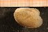 ( - MollOvr 8610V)  @11 [ ] CreativeCommons - Attribution Non-Commercial Share-Alike (2014) Goteborg Natural History Museum Göteborg Natural History Museum