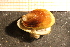  ( - MollOvr 8629V)  @13 [ ] CreativeCommons - Attribution Non-Commercial Share-Alike (2014) Goteborg Natural History Museum Göteborg Natural History Museum