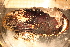  ( - MollOvr 8618V)  @11 [ ] CreativeCommons - Attribution Non-Commercial Share-Alike (2014) Goteborg Natural History Museum Göteborg Natural History Museum