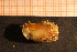  ( - MollOvr 8624V)  @11 [ ] CreativeCommons - Attribution Non-Commercial Share-Alike (2014) Goteborg Natural History Museum Göteborg Natural History Museum