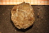  ( - MollOvr 8818V)  @11 [ ] CreativeCommons - Attribution Non-Commercial Share-Alike (2014) Goteborg Natural History Museum Göteborg Natural History Museum