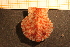  ( - MollOvr 8834V)  @11 [ ] CreativeCommons - Attribution Non-Commercial Share-Alike (2014) Goteborg Natural History Museum Göteborg Natural History Museum