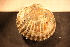  ( - MollOvr 7588V)  @11 [ ] CreativeCommons - Attribution Non-Commercial Share-Alike (2014) Goteborg Natural History Museum Göteborg Natural History Museum