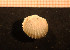  ( - MollOvr 8394V)  @11 [ ] CreativeCommons - Attribution Non-Commercial Share-Alike (2014) Goteborg Natural History Museum Göteborg Natural History Museum