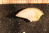  ( - MollOvr 7654V)  @11 [ ] CreativeCommons - Attribution Non-Commercial Share-Alike (2014) Goteborg Natural History Museum Göteborg Natural History Museum