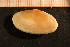  (Gari depressa - MollOvr 9048V)  @11 [ ] CreativeCommons - Attribution Non-Commercial Share-Alike (2014) Goteborg Natural History Museum Göteborg Natural History Museum