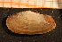  ( - MollOvr 8532V)  @11 [ ] CreativeCommons - Attribution Non-Commercial Share-Alike (2014) Goteborg Natural History Museum Göteborg Natural History Museum