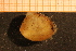  ( - MollOvr 8017V)  @11 [ ] CreativeCommons - Attribution Non-Commercial Share-Alike (2014) Goteborg Natural History Museum Göteborg Natural History Museum