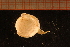  ( - MollOvr 9258V)  @11 [ ] CreativeCommons - Attribution Non-Commercial Share-Alike (2014) Goteborg Natural History Museum Göteborg Natural History Museum