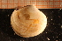  ( - MollOvr 8646V)  @11 [ ] CreativeCommons - Attribution Non-Commercial Share-Alike (2014) Goteborg Natural History Museum Göteborg Natural History Museum