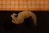  ( - Gastr 8870V)  @11 [ ] CreativeCommons - Attribution Non-Commercial Share-Alike (2015) Goteborg Natural History Museum Göteborg Natural History Museum